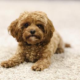 Cavalier King Charles Spaniel and Cavapoo All Grown Up from Adore Puppies