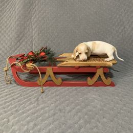 Girl 1 - Piebald female Dachshund puppy in Vinton, Iowa from Lerch Family Dachshunds