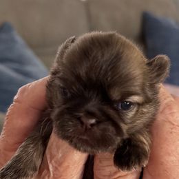 Mazie - Black and tan female Shih Tzu puppy in Mineola, Texas from RL Phillips Shihtzus