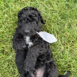 Jett - Black male Labradoodle puppy in Liberty Hill, Texas from Martin Family Doodle