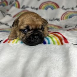 French Bulldog Puppies from Carter’s Kennel
