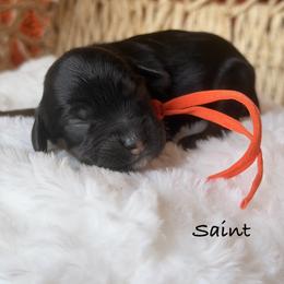 Saint - Sable and white male Cockapoo puppy in Alexandria, Alabama from Bright and Beautiful Cockapoos and Doodles