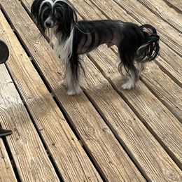 Kyle - Black and white Chinese Crested puppy in Pinedale, Arizona from Aradia