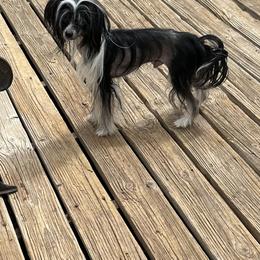 Kyle - Black and white Chinese Crested puppy in Pinedale, Arizona from Aradia