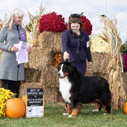 Bernese Mountain Dog All Grown Up from Carma Que’s Bernese Mountain Dogs