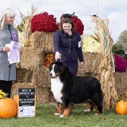 Bernese Mountain Dog All Grown Up from Carma Que’s Bernese Mountain Dogs