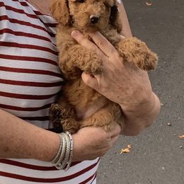 Cockapoo, English Springer Spaniel, and Poodle Puppies from Luluslovelys.com