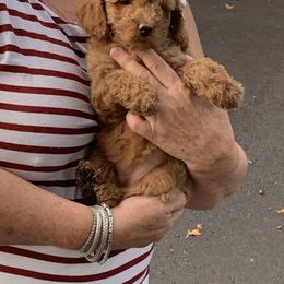 Cockapoo, English Springer Spaniel, and Poodle Puppies from Luluslovelys.com