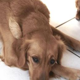 Goldendoodles, Golden Retrievers, and Miniature American Shepherds from Doodalicious