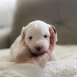 Oak - Parti male Goldendoodle puppy in Vancouver, Washington from Blissful Doodles