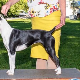 Rat Terriers and Teddy Roosevelt Terriers from Golden Hills Rat Terriers