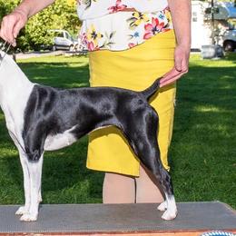 Rat Terriers and Teddy Roosevelt Terriers from Golden Hills Rat Terriers