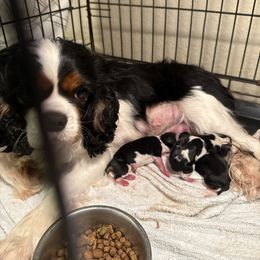 Carrie - Cavalier King Charles Spaniel