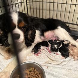Carrie - Cavalier King Charles Spaniel