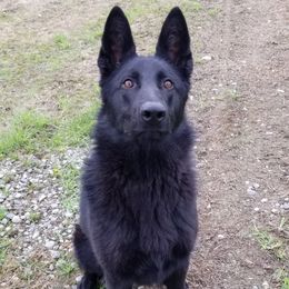 Rogue - German Shepherd