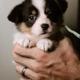 Mary - Black and tan female Pembroke Welsh Corgi puppy in South Otselic, New York from Ridge Top Corgis