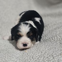 Aussiedoodle, Cavalier King Charles Spaniel, Companion Cross, French Bulldog, Goldendoodle, Morkie, Pomsky, Pug, and Yorkshire Terrier Puppies from We R Puppies