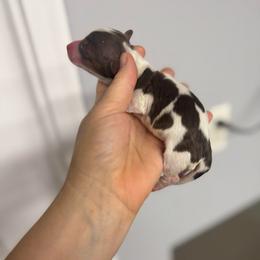 Twix - Chocolate and tan male Dachshund puppy in Fredericksburg, Indiana from Blue River Mini Dachshunds