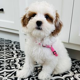 Birdie - Goldendoodle