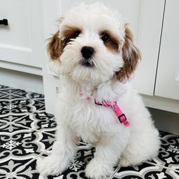 Birdie - Goldendoodle