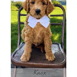 Knox - Red  male Goldendoodle puppy in State Road, North Carolina from Must Love Doodles