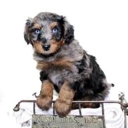 Aussiedoodle Puppies from Aussie Paws