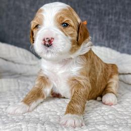 Sponge - Apricot female Goldendoodle puppy in Garden Grove, California from Sunkissed Doodles
