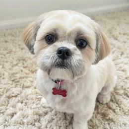 Honey - Shih Tzu
