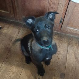 Mode Miller - Belgian Malinois puppy from Forever Family K9