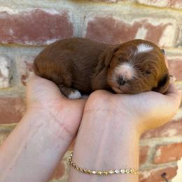 Blaze - Red female Cavapoo puppy in Roseville, California from Lipscomb Doodles