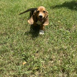 Basset Hound and Bloodhound Puppies from HNH Hounds