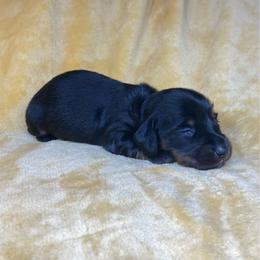 Klaus - Black and tan male Dachshund puppy in Richmond, Virginia from Paw Prints