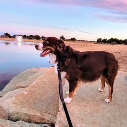 Benelli - Australian Shepherd
