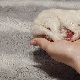 Pomsky Puppies from Idaho Pomsky