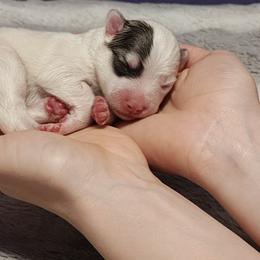 Pomsky Puppies from Idaho Pomsky
