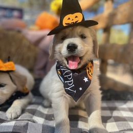 Golden Retrievers from Southern Nevada Goldens