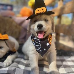 Golden Retrievers from Southern Nevada Goldens