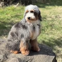 Australian Mountain Doodles and Bernedoodles from Blue Skye Doodles