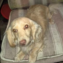 Spud - Dachshund