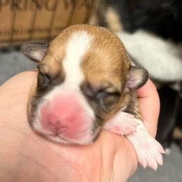 Jessie - Red female Pembroke Welsh Corgi puppy in Algona, Iowa from LTT Corgis