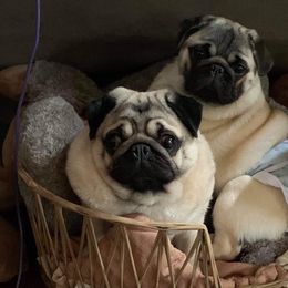 Pugs from KnightSkye Pugs