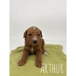 Arthur - Red  male Goldendoodle puppy in Smithfield, Kentucky from KBK9 Kennels
