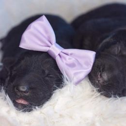 German Shepherd Puppies from Aydt's Shepherds and Training LLC