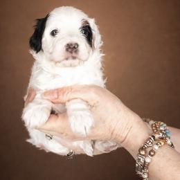 Purple Collar Florence - Black and white female Bernedoodle puppy in Camden, North Carolina from Fleury Farm Doodles NC