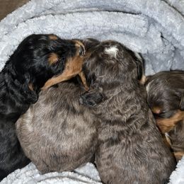 Bernedoodle and French Bulldog Puppies from Bernied00dle Love & Fr3nchi3 Love