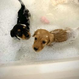 Basset Hound and Dachshund Puppies from V's Southern Angels
