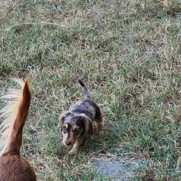 Dachshund Puppies from Faith & Grace Doxies