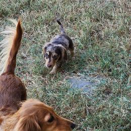 Dachshund Puppies from Faith & Grace Doxies