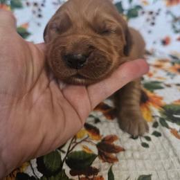 Boy 2 - Dark golden male Golden Retriever puppy in Lawtey, Florida from Rise and Shine Goldens