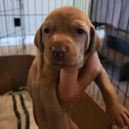 Boy 4 - Golden rust male Vizsla puppy in Stryker, Montana from Jeff Schmieder